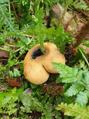 Scleroderma citrinum