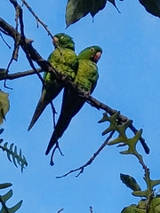 Psittacara leucophthalmus