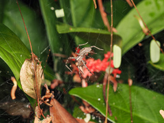 Dendrolycosa