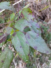 Aristotelia chilensis