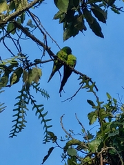 Psittacara leucophthalmus