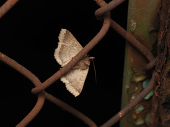 Ericeia subcinerea