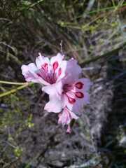Gladiolus carneus