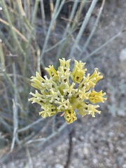 Asclepias subulata