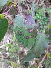 Aristotelia chilensis