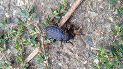 Carabus exaratus