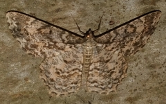 Epimecis