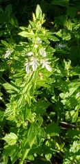 Teucrium cubense