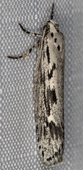 Ethmia discostrigella