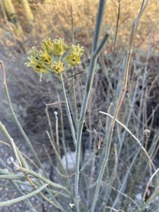 Asclepias subulata