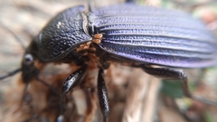 Carabus exaratus