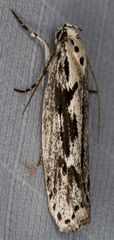 Ethmia discostrigella