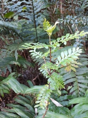Weinmannia trichosperma