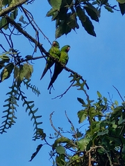 Psittacara leucophthalmus
