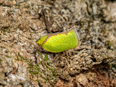 Salurnis marginella