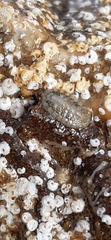 Polyplacophora