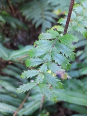 Weinmannia trichosperma