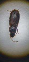 Dicheirotrichus cognatus