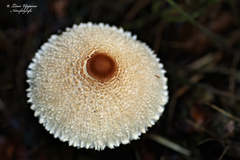 Lepiota