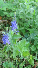 Veronica teucrium