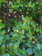 Ilex cornuta