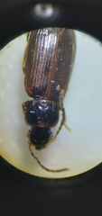 Dicheirotrichus cognatus