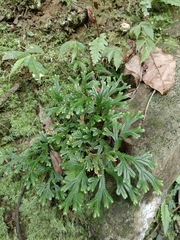 Selaginella doederleinii