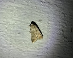 Caradrina clavipalpis
