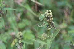 Crotalaria nana