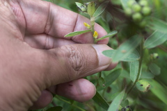 Crotalaria nana