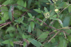Crotalaria nana