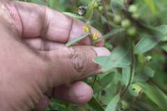 Crotalaria nana