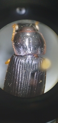 Harpalus pensylvanicus