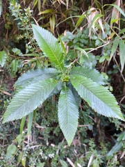 Caldcluvia paniculata