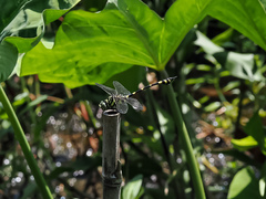 Ictinogomphus pertinax