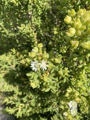 Ruschieae