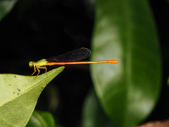 Ceriagrion auranticum