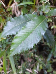 Caldcluvia paniculata