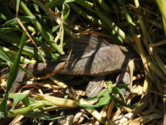 Hypostomus