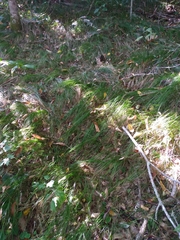 Carex lucorum austrolucorum