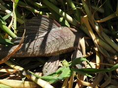 Hypostomus