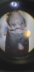 Harpalus pensylvanicus