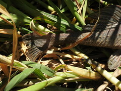 Hypostomus