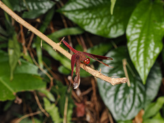 Neurothemis fulvia