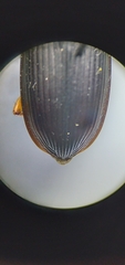 Harpalus pensylvanicus