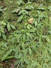 Staurogyne concinnula