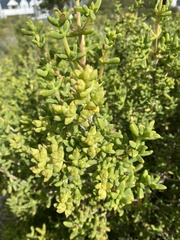 Ruschieae