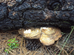 Fomitopsis