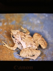 Microhyla achatina