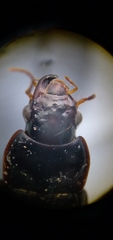 Harpalus pensylvanicus